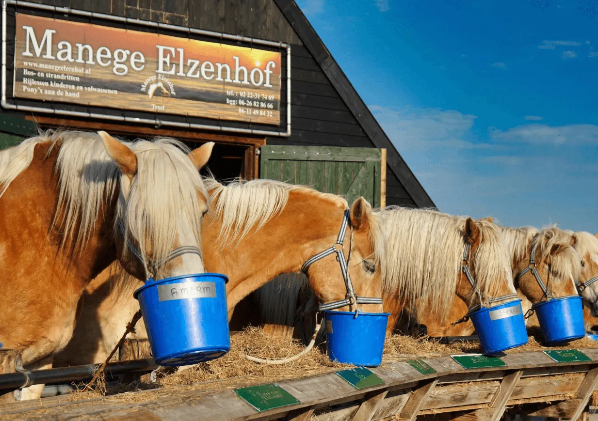 paardrijden op texel