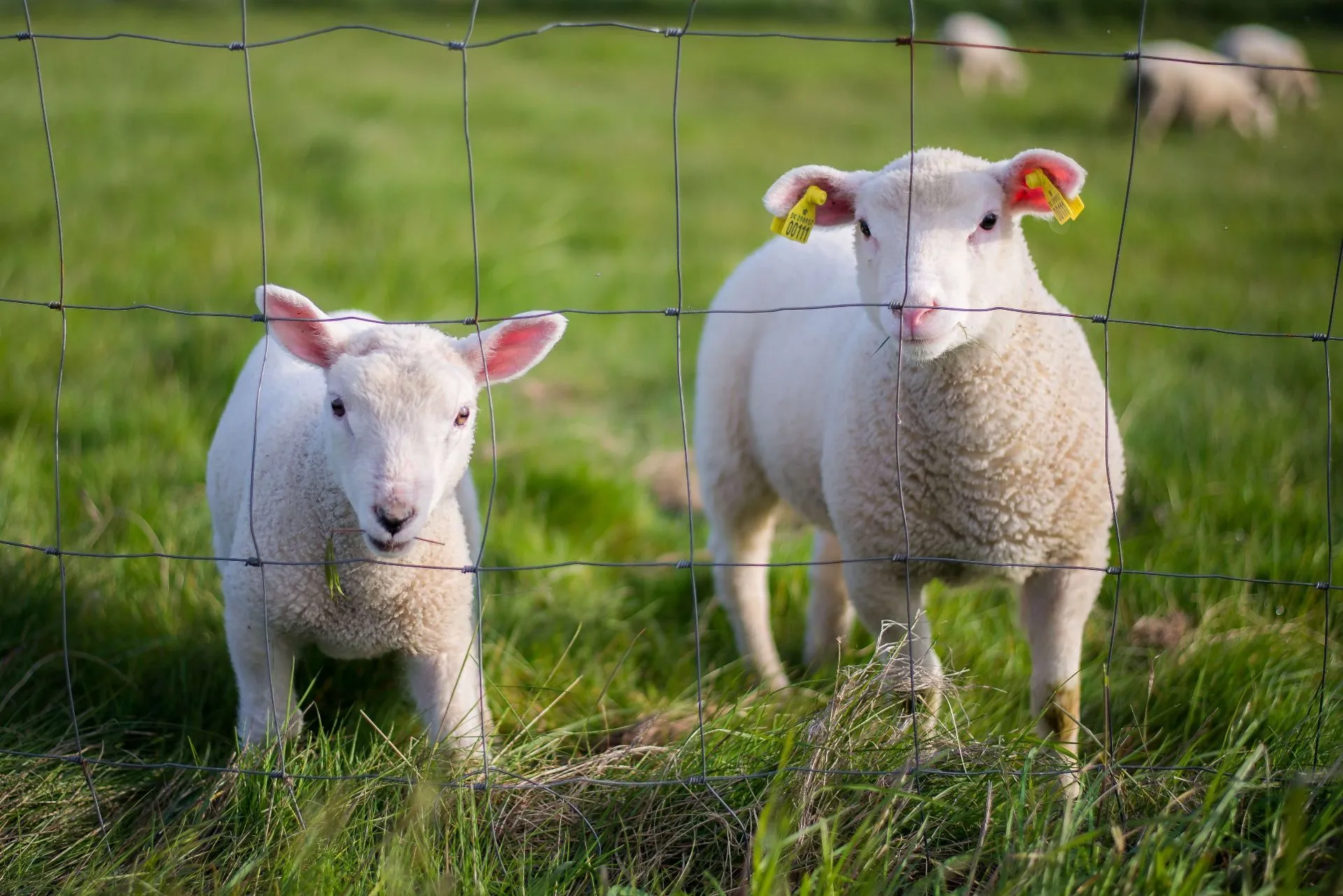 cute-white-sheeps-observing-world-fence.jpg
