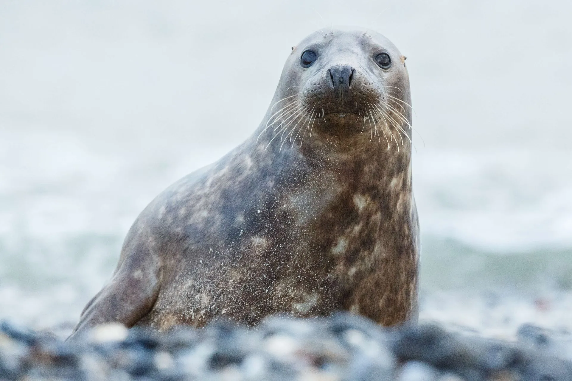 seal-beach-dune-island-near-helgoland.jpg