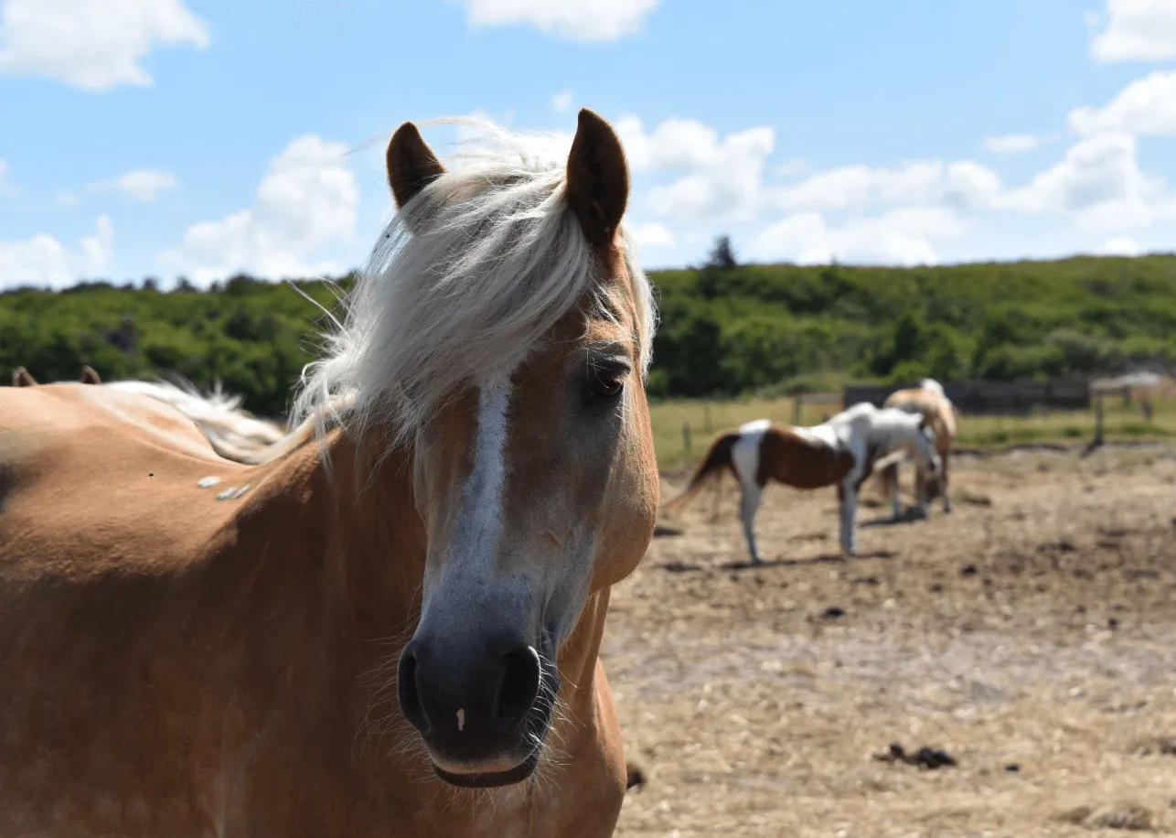 paardrijden op texel