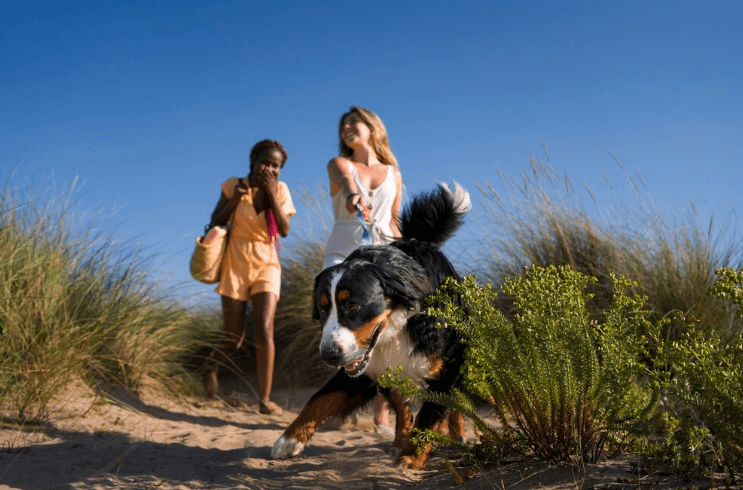Texel hotel met hond