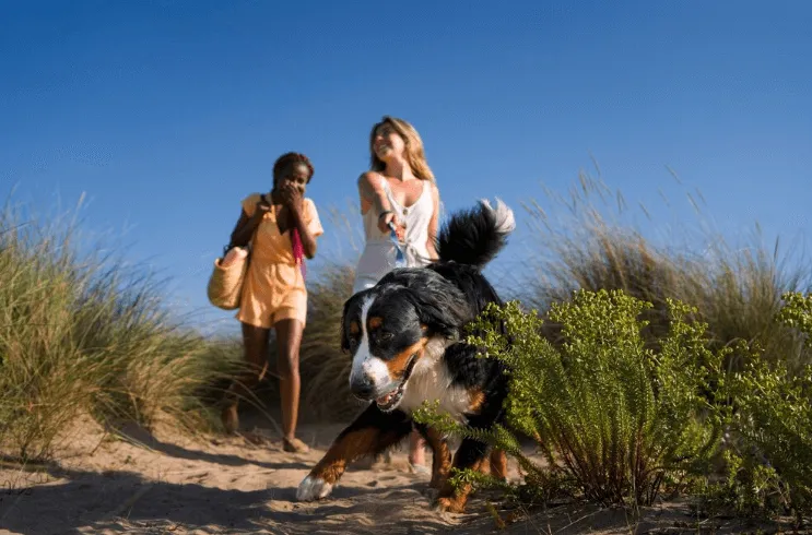 hotel texel met hond