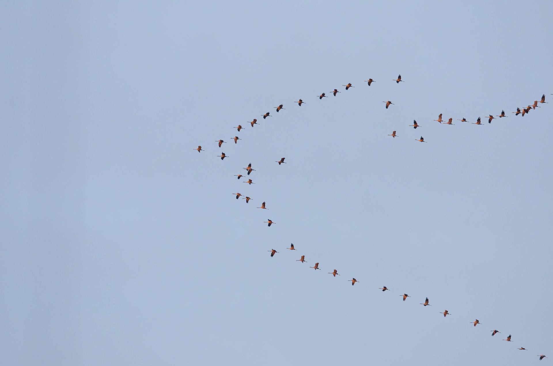 Herfstvakantie op Texel: vogeltrek aan de noordpunt Herfstvakantie op Texel: vogeltrek aan de noordpunt