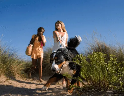 Hotel Texel mit Hund