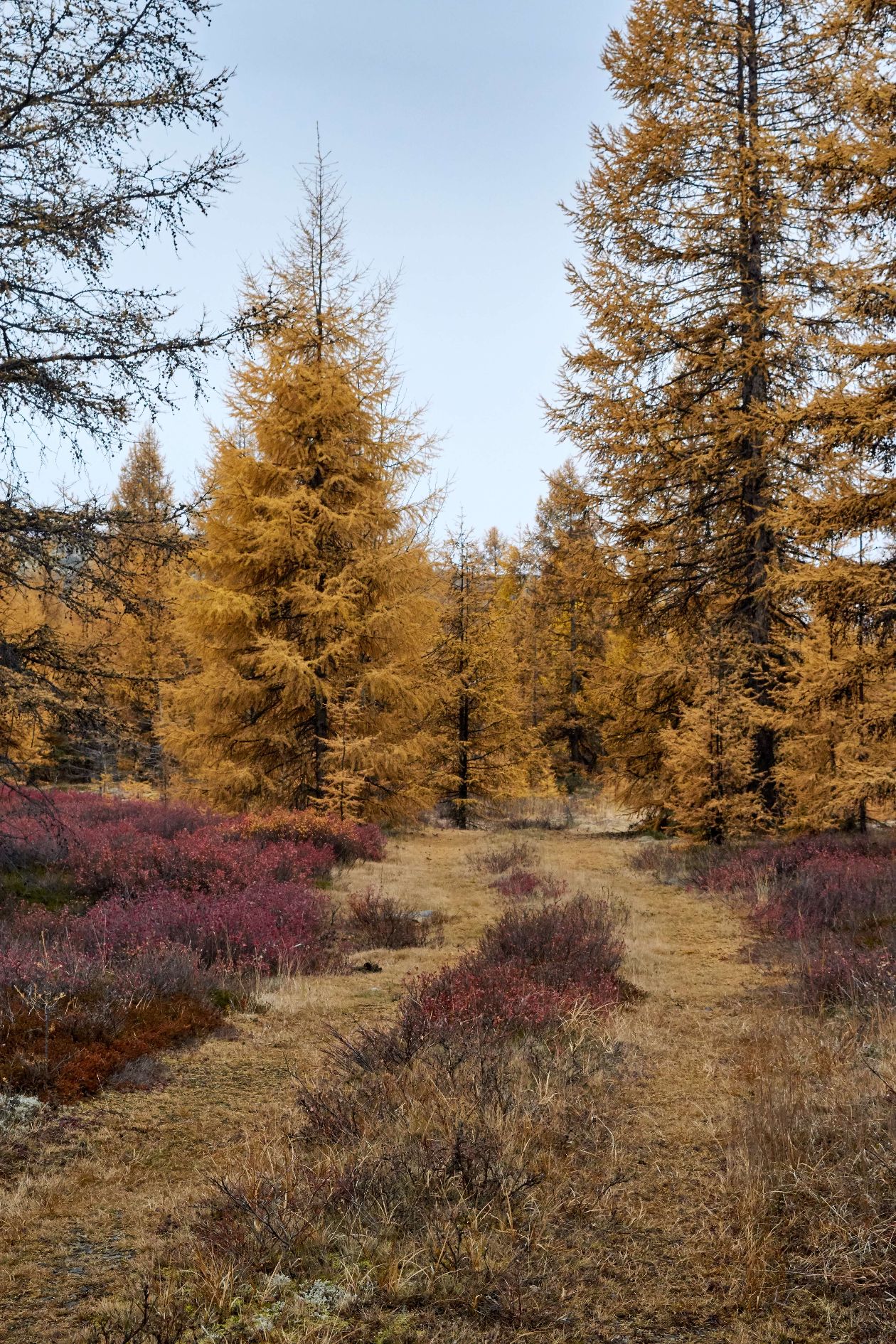 Herfstvakantie op Texel: herfstkleuren in het bos De Dennen Herfstvakantie op Texel: herfstkleuren in het bos De Dennen