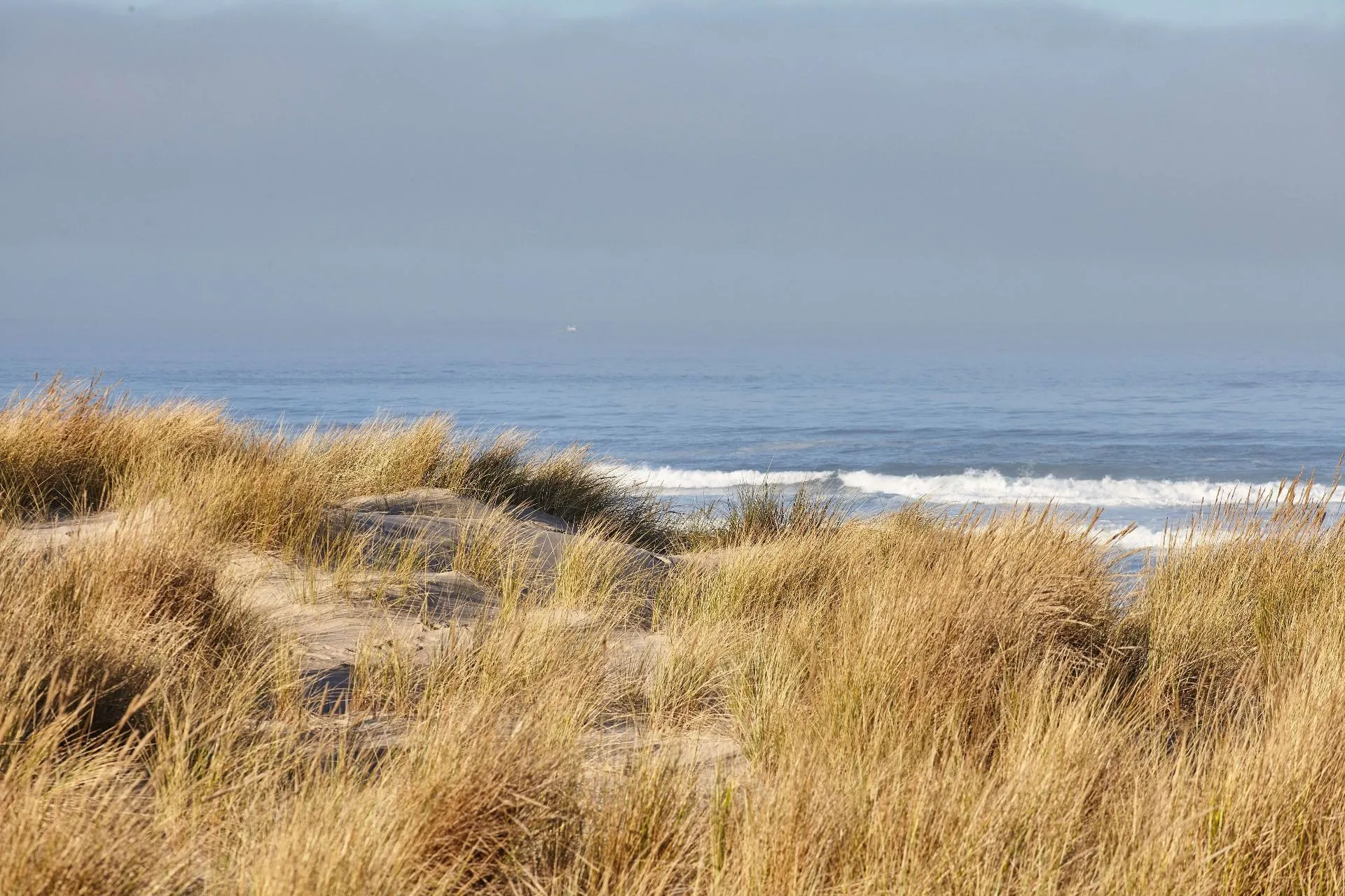 scenery-beachgrass-morning-cannon-beach-oregon (1).jpg